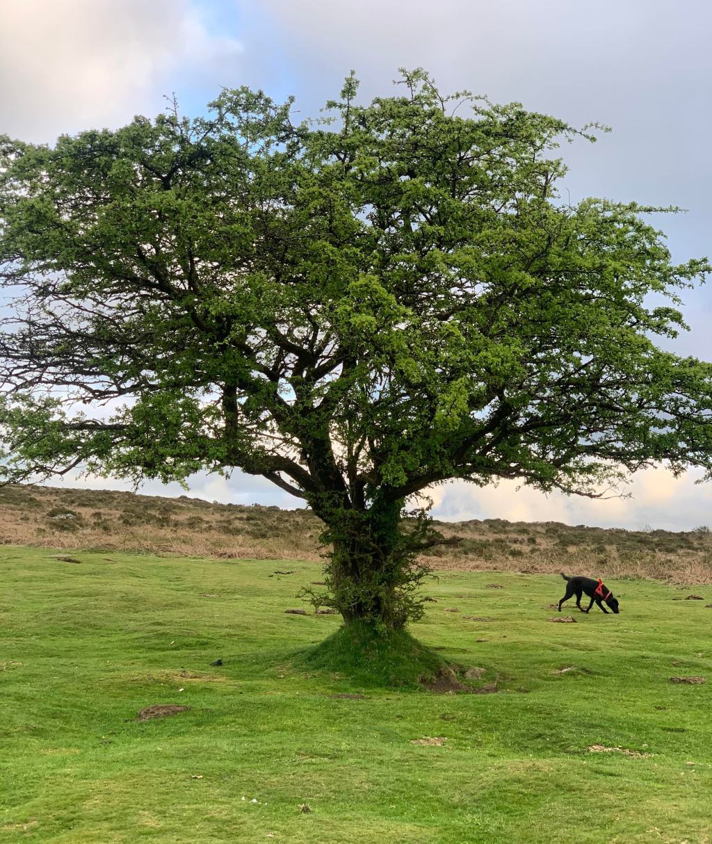 Planting, Procrastinating and&nbsp;Publishing